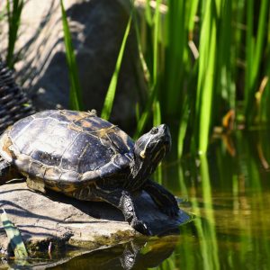 Tour de Observación de Tortugas