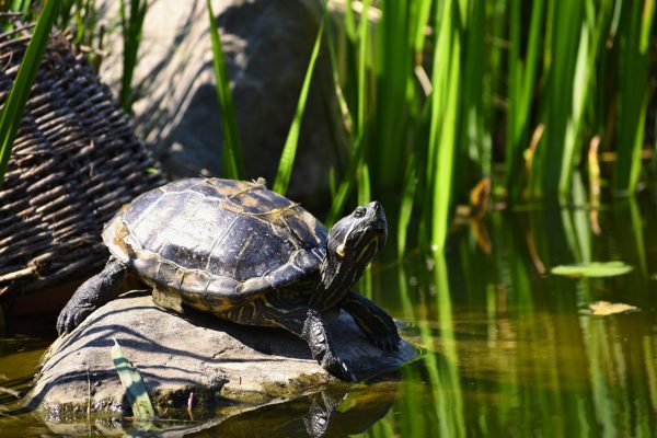 Tour de Observación de Tortugas