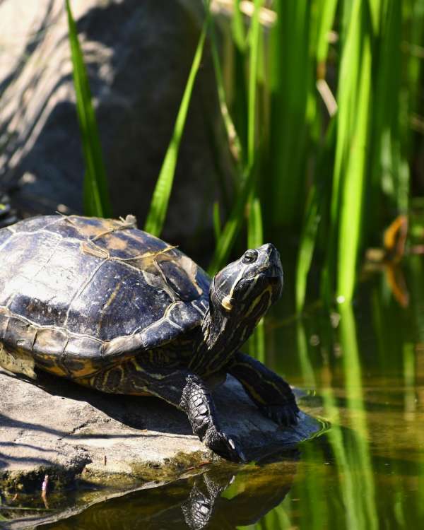 Tour de Observación de Tortugas