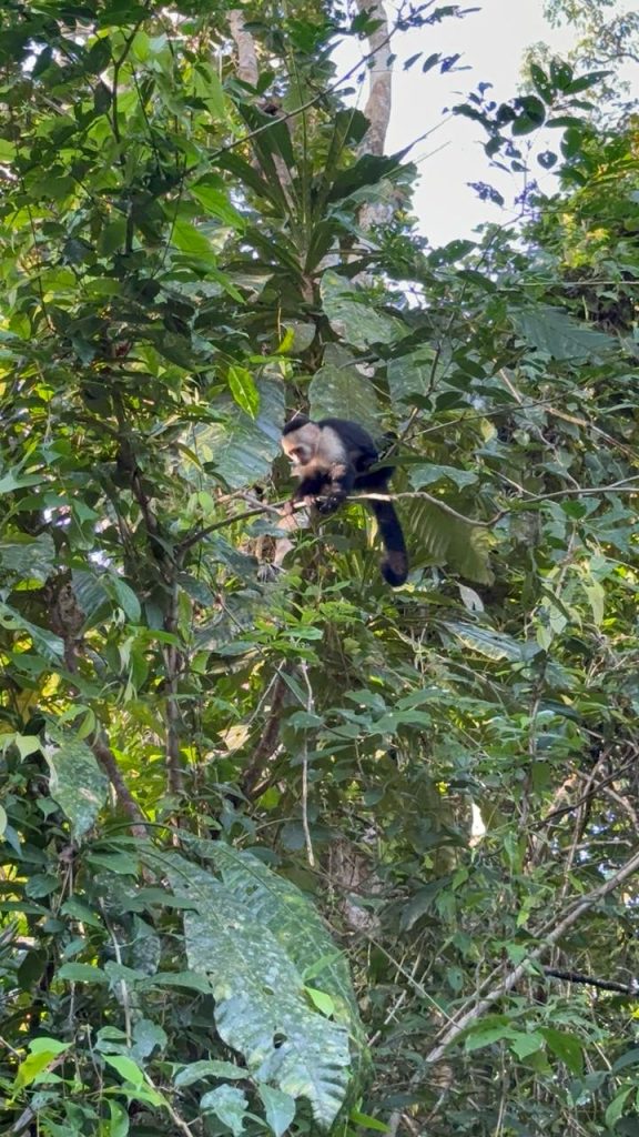 Fotografía de Tortuguero 13