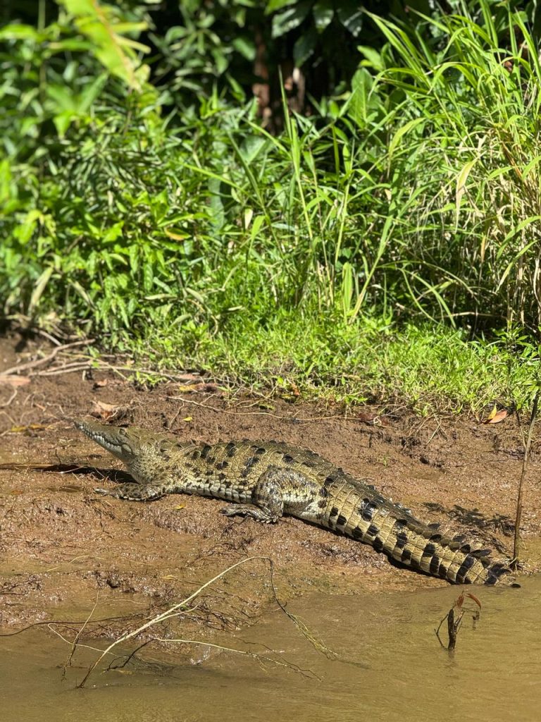 Fotografía de Tortuguero 11