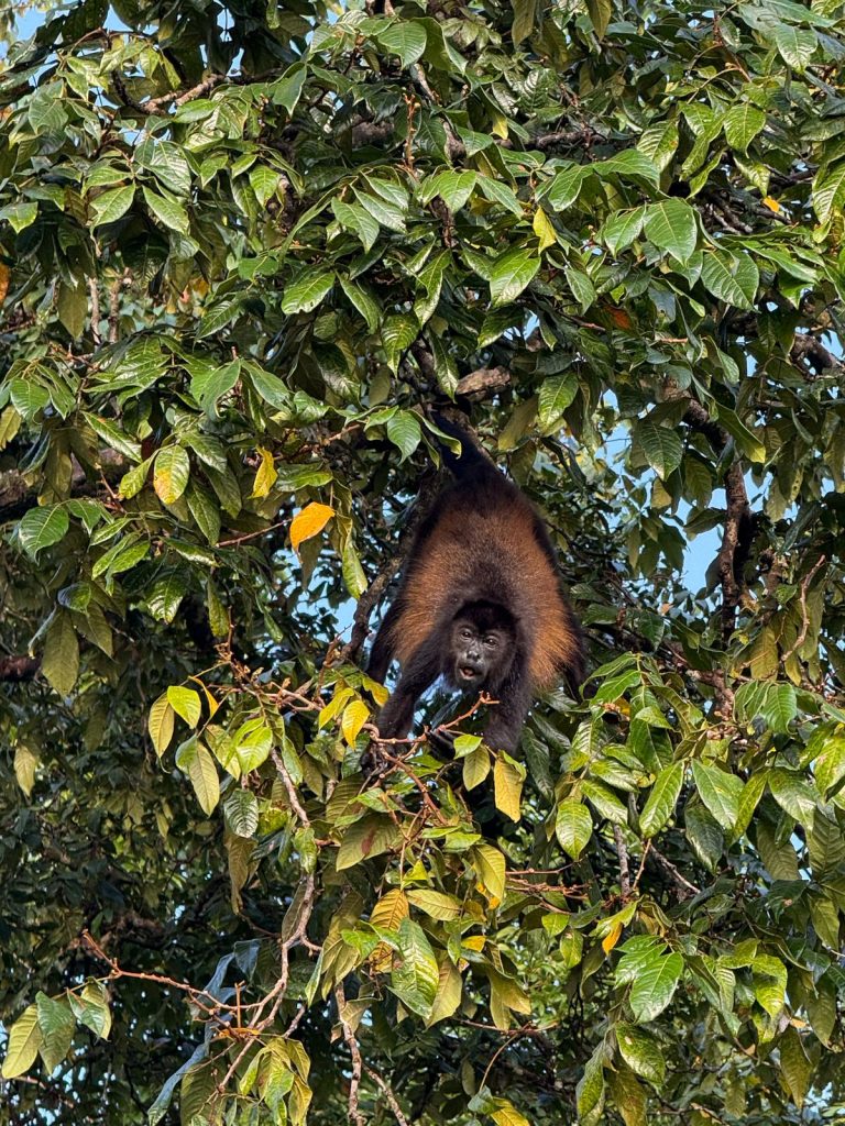 Fotografía de Tortuguero 9