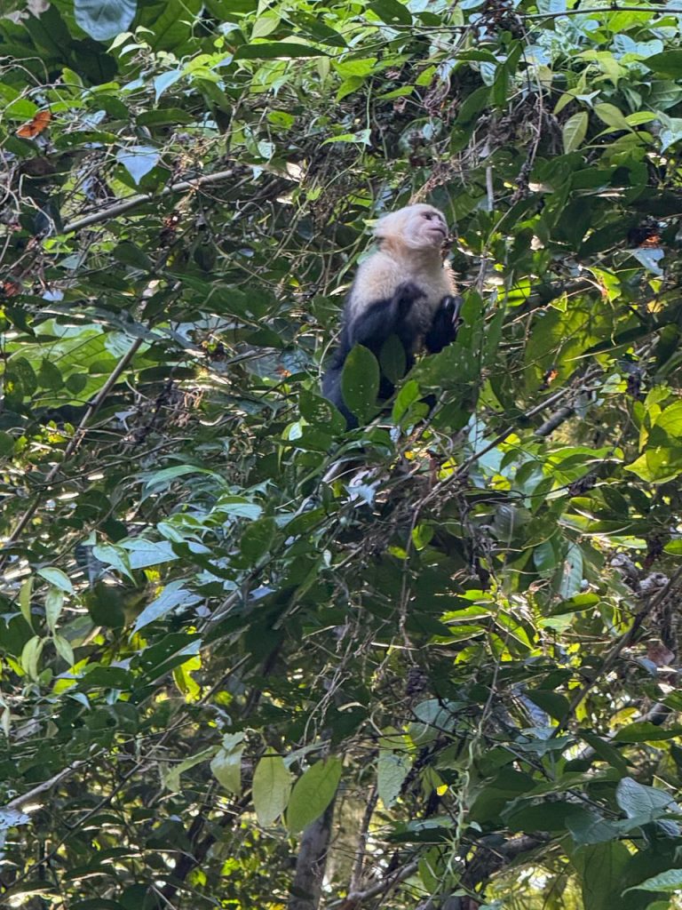 Fotografía de Tortuguero 12
