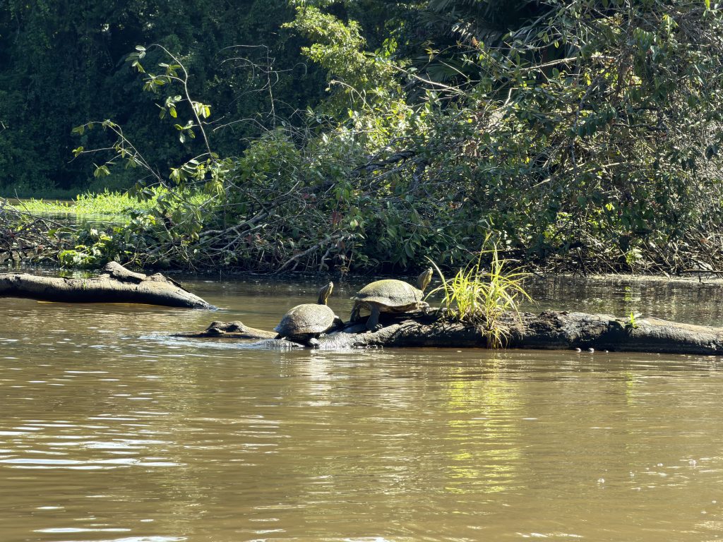 Fotografía de Tortuguero 6