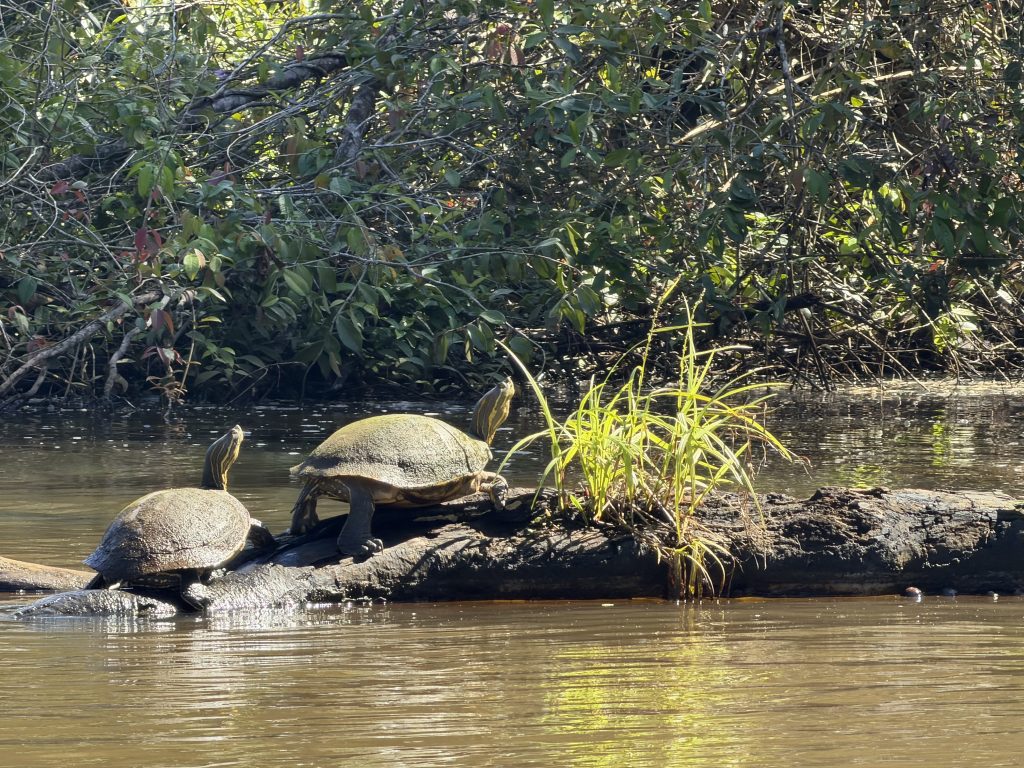 Fotografía de Tortuguero 7
