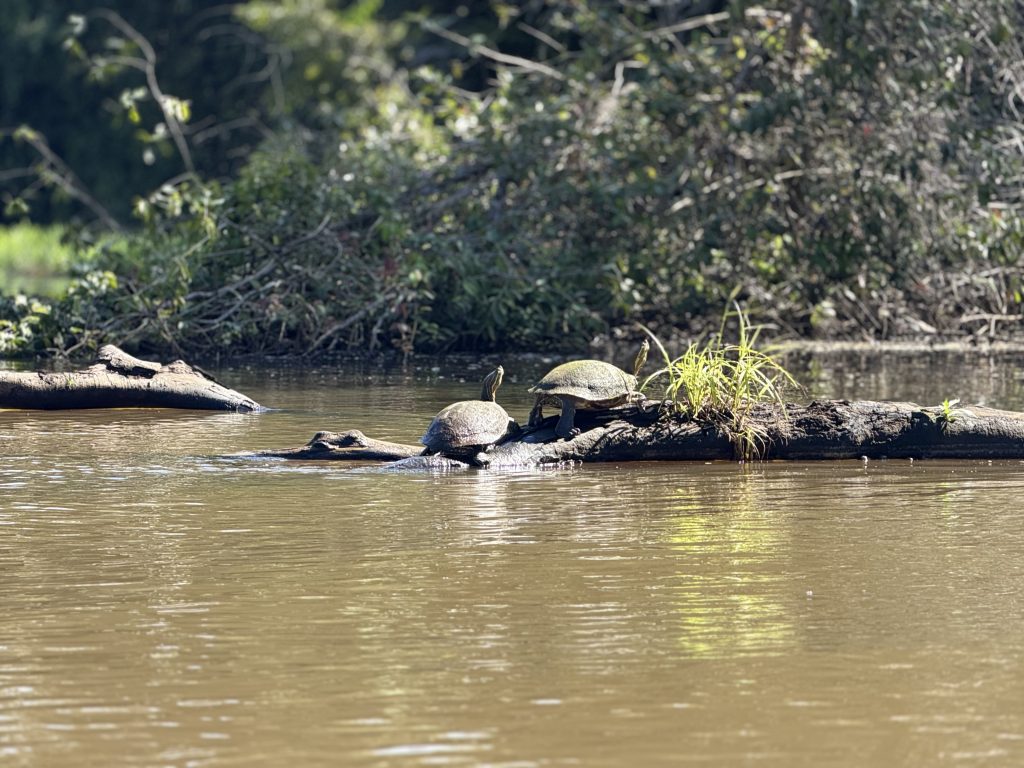 Fotografía de Tortuguero 8