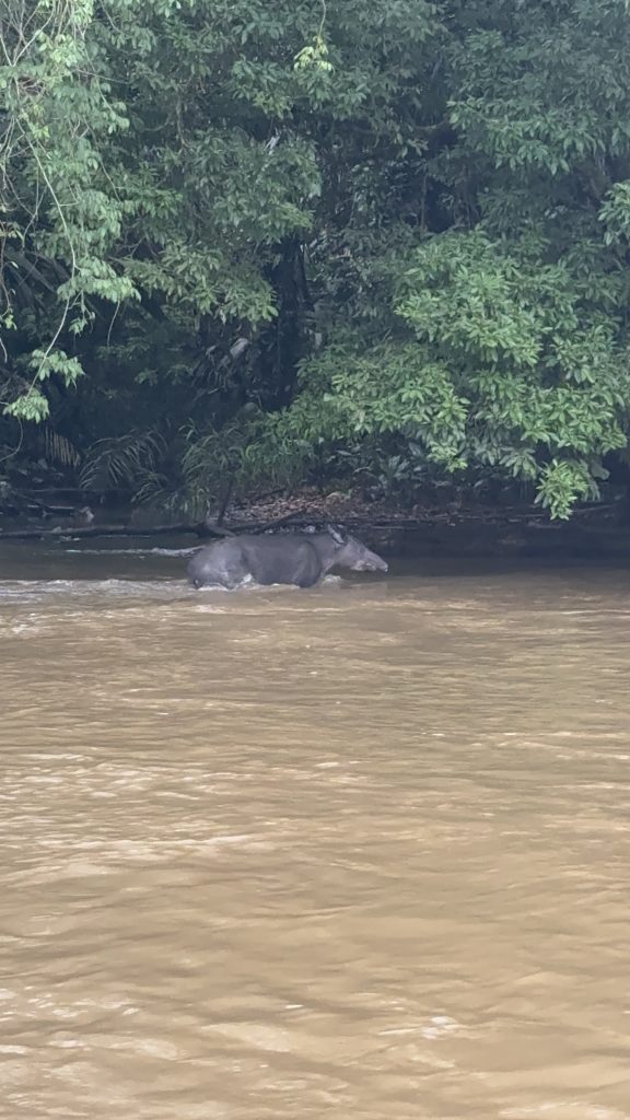 Fotografía de Tortuguero 5