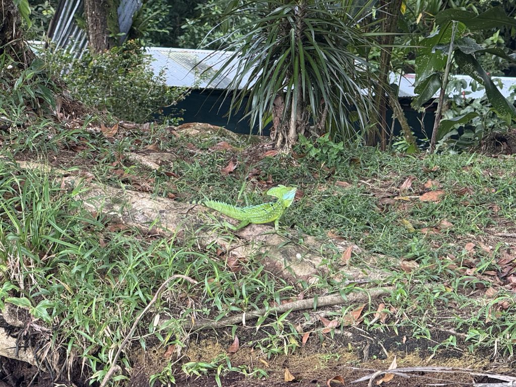 Fotografía de Tortuguero 3