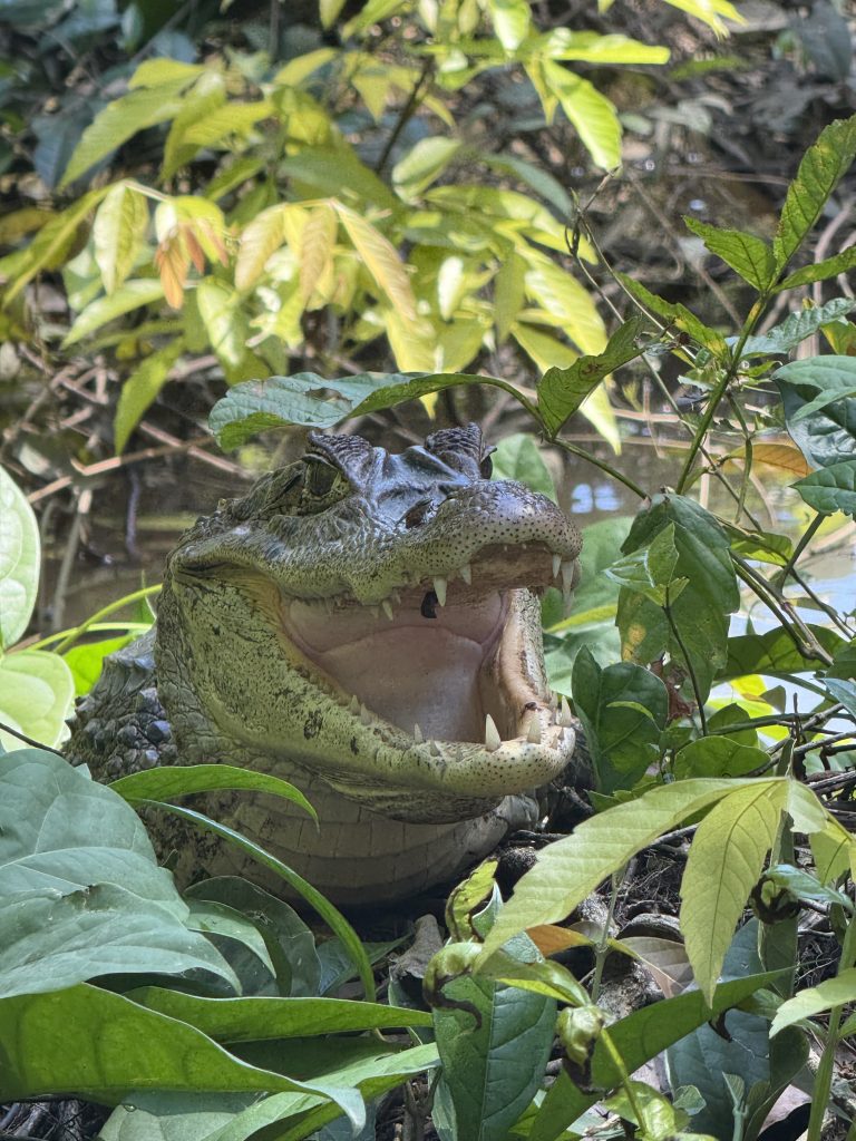 Fotografía de Tortuguero 1