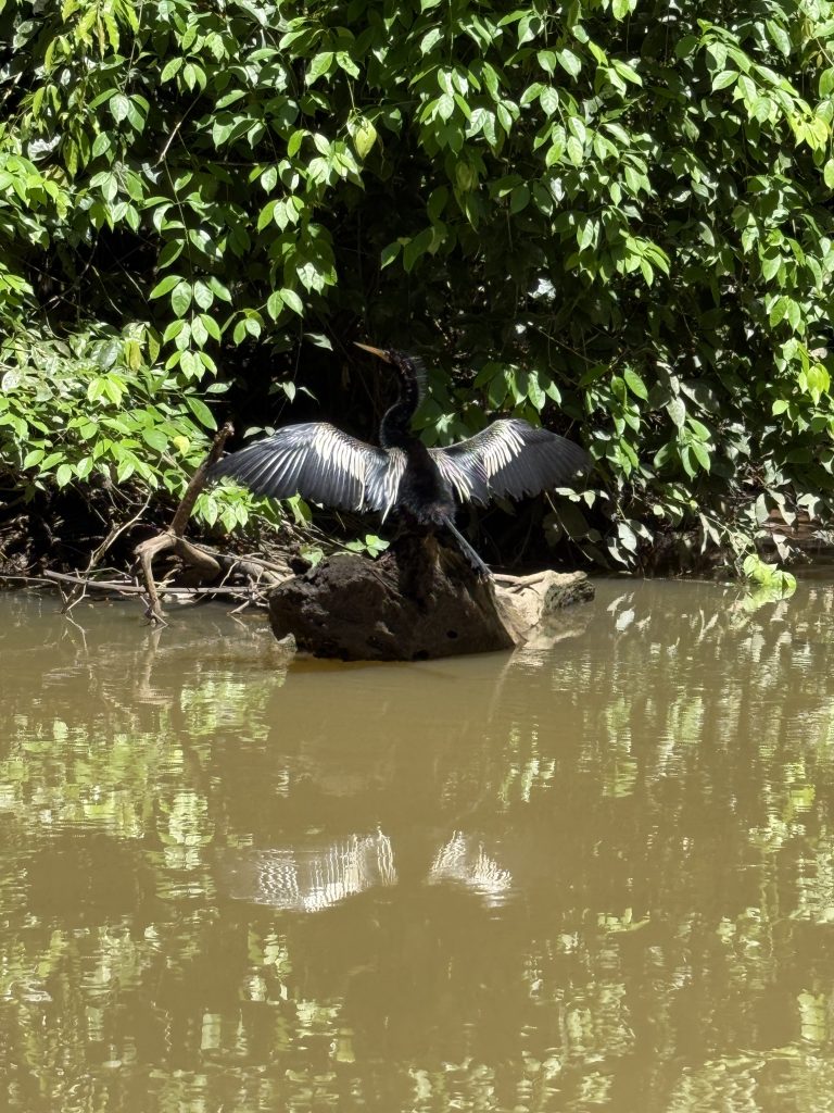 Fotografía de Tortuguero 4